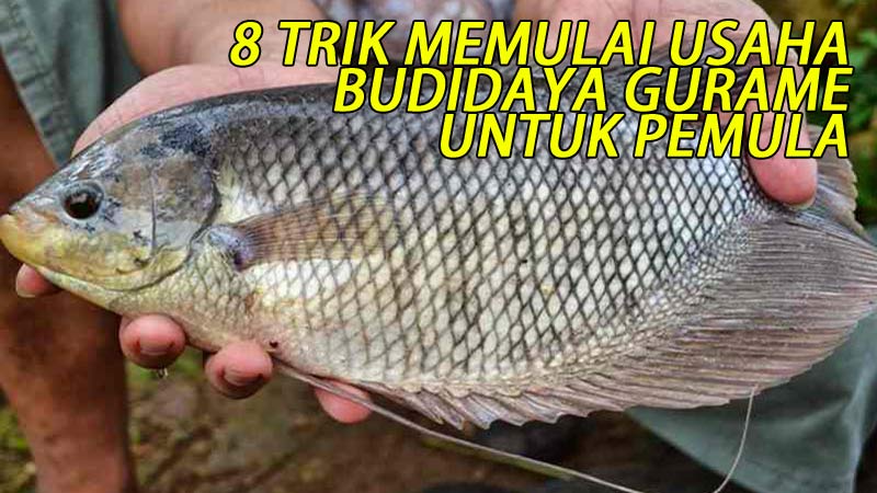 budidaya gurame untuk pemula