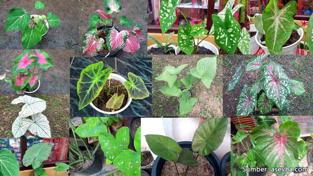 keladi-hias