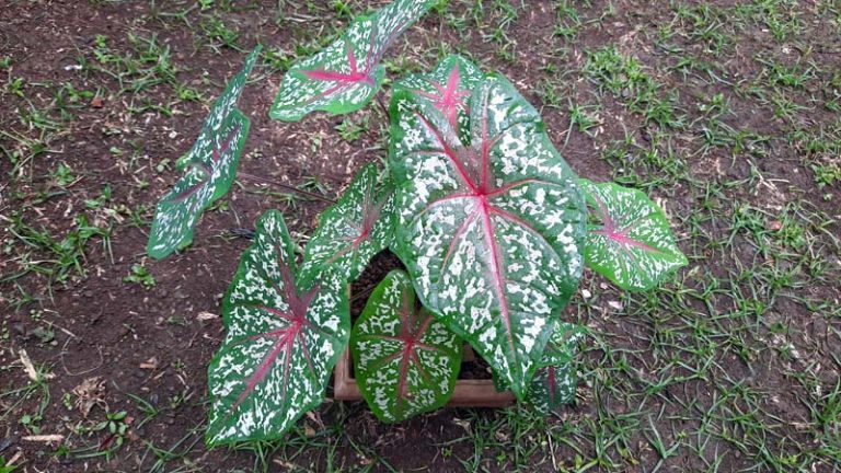 17 Jenis Keladi Hias Viral Bernilai Bisnis Yang Layak